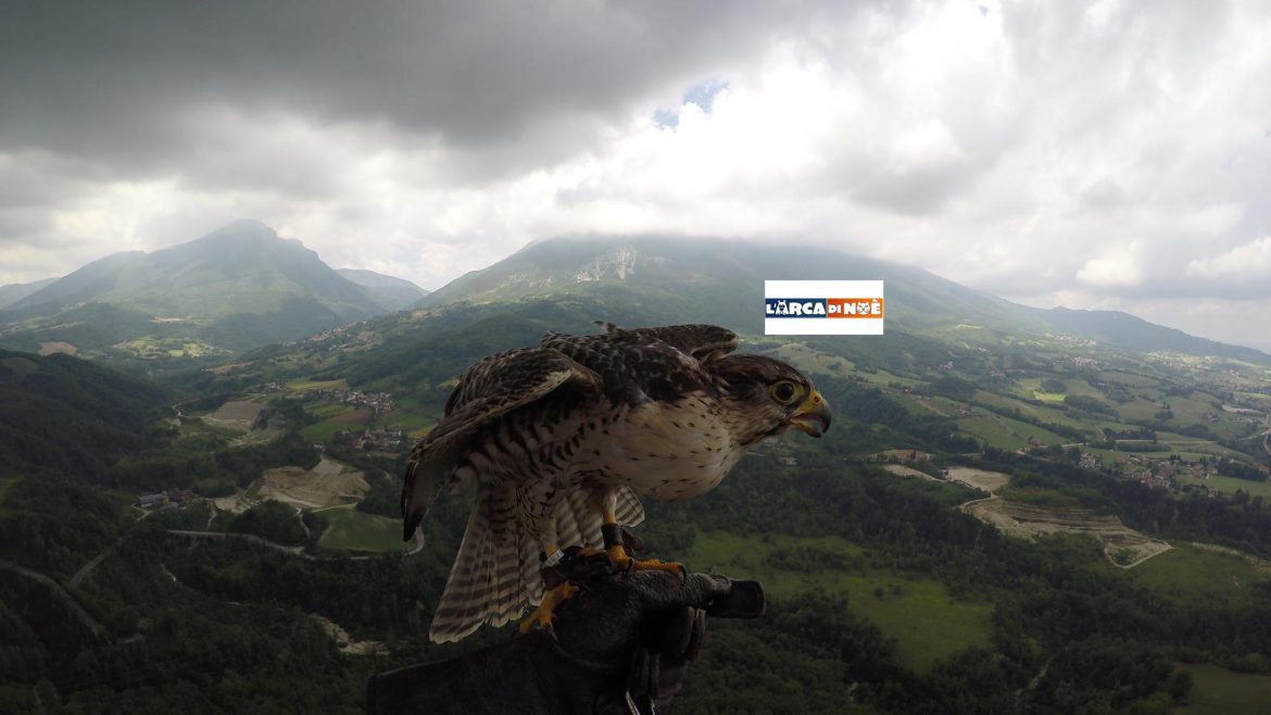 Negli USA per diffondere una rivoluzionaria tecnica di riabilitazione dei rapaci feriti