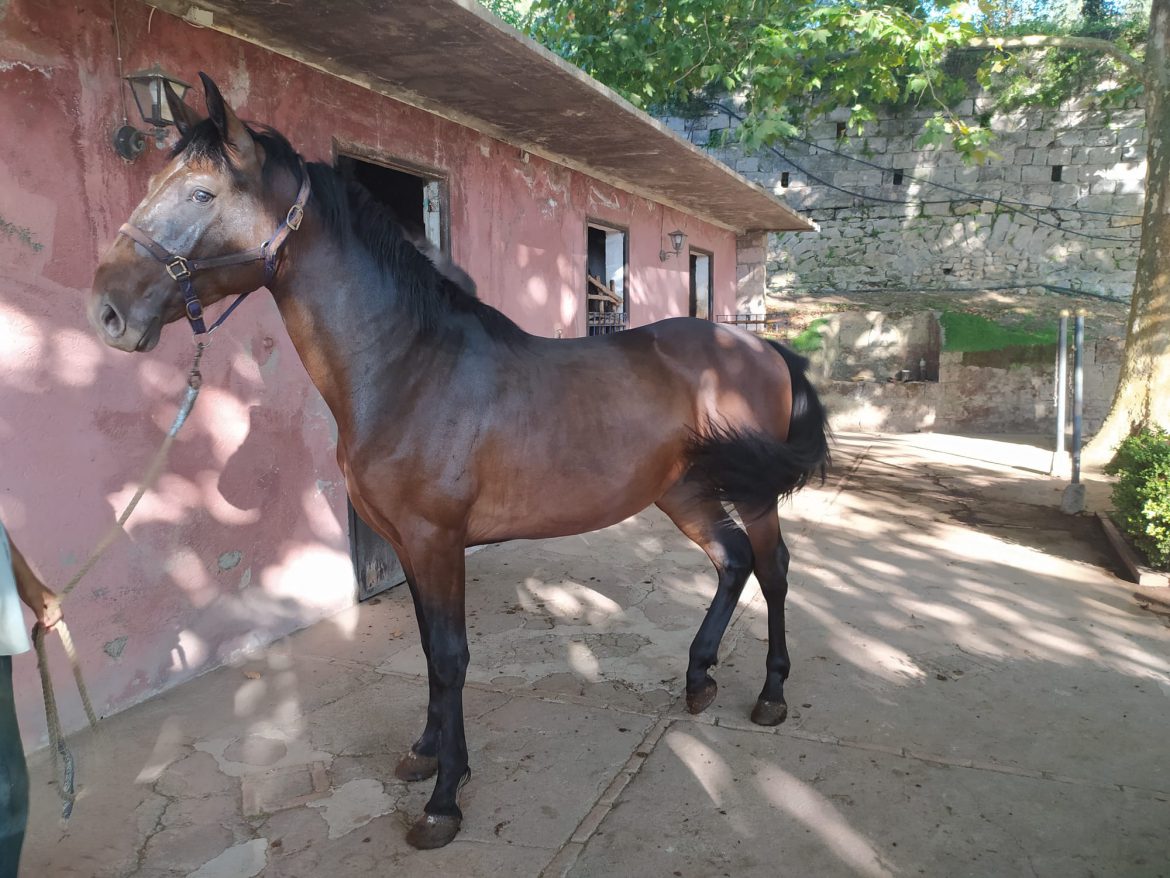 Alla ri-scoperta del “Cavallo Napolitano”