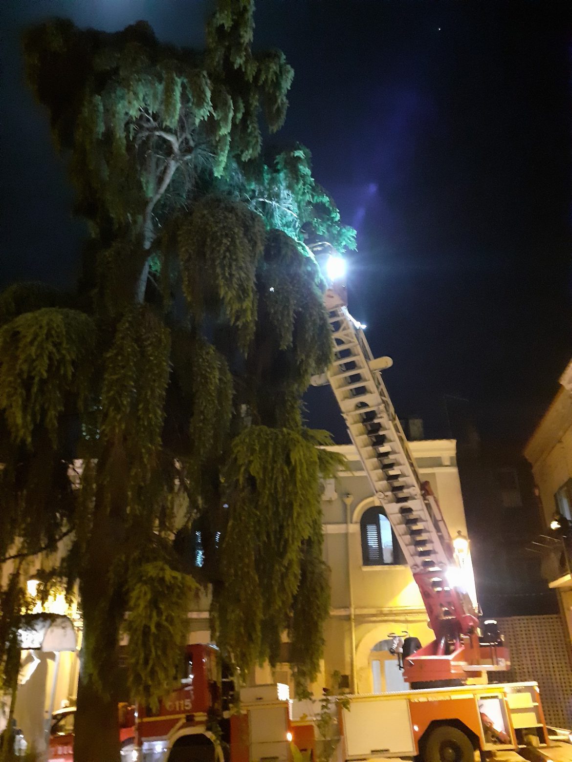 torre 63 Richiesto l’intervento dei pompieri per salvare un gattino
