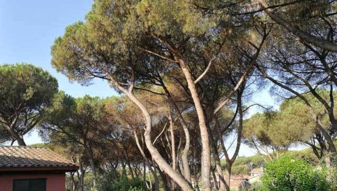 SOS Pini di Roma: L’Altritalia lancia un appello per la lotta alla Cocciniglia