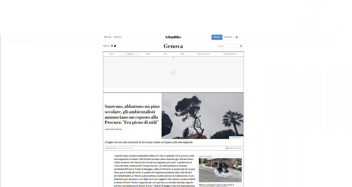 repubblica genova 29 05 23 Abbattimento pini a San Remo: L’Altritalia minaccia esposto. Il pezzo de La Repubblica