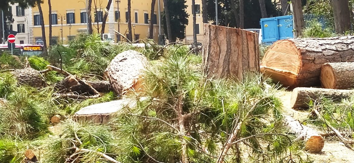 piazza venezia 1 Verde pubblico: Cittadini e associazioni si mobilitano in difesa degli storici pini di Piazza Venezia
